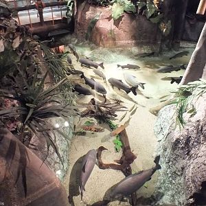 Part of the Pond with Large Fish - Rainforest Section
