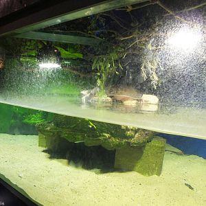 Florida Softshell Turtle Enclosure - Rainforest Section