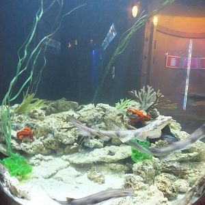 Tank with small sharks - Submarine Section