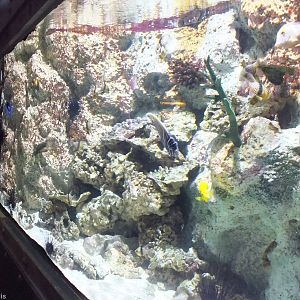 Tank - Submarine Section