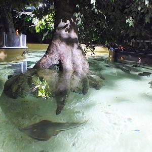 View of Tank From Above - Mangrove Section