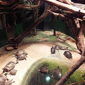 Turtle Pond - Swamp Section