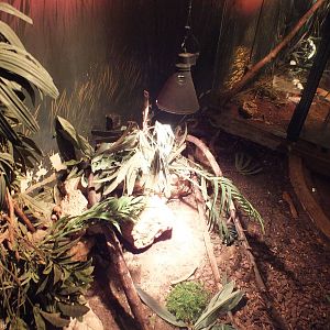 Red Tegu Enclosure - Swamp Section