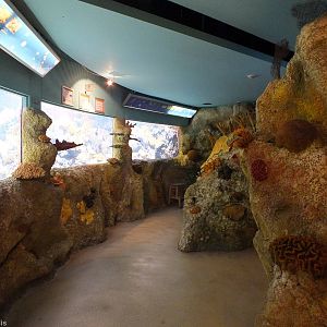 View of Main Reef Tank - Coral Reefs Section