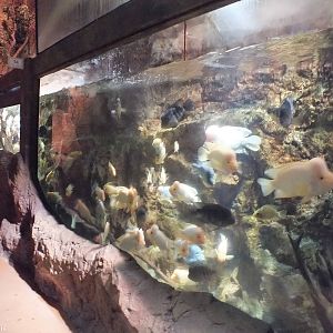 Large Tank - 'Lake Managua'