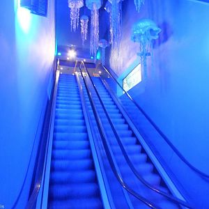 'Jellyfish Escalator'