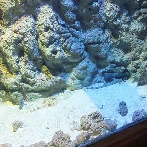 Tank with Smaller Sharks near Entrance to Shark Tunnel