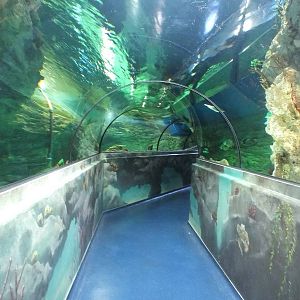 Shark Tunnel