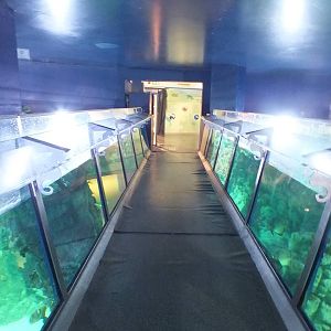 Pathway over the Main Shark and Turtle Tank
