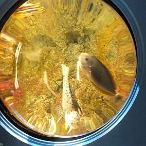 Tank at the Entrance to the Gift Shop