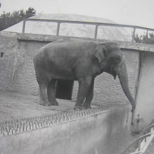 Asian elephant 1960s