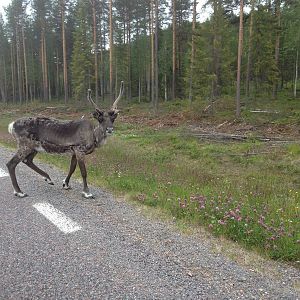 Reindeer in the wild