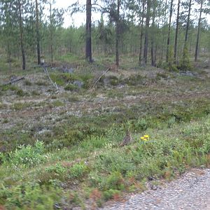 Westen capercaillie female