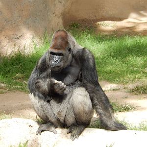 8/6/2015 - Silverback Gorilla