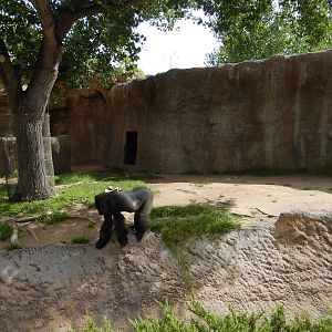 8/6/2015 - First Gorilla Exhibit (Right Half)
