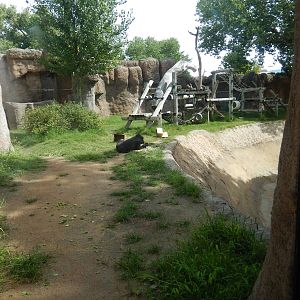 8/6/2015 - Second Gorilla Exhibit