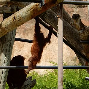 8/6/2015 - Pixel Swinging