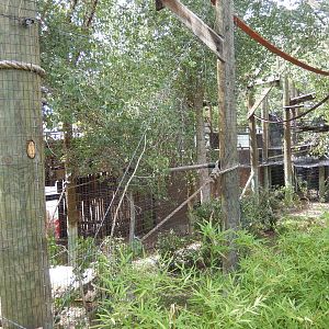 8/6/2015 - Siamang Habitat