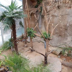 8/6/2015 - Koala Exhibit