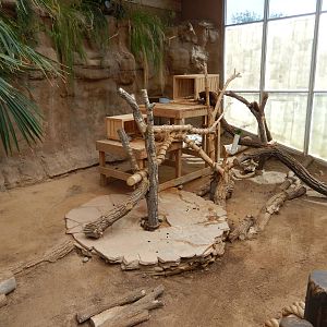 8/6/2015 - Matschie's Tree Kangaroo Exhibit