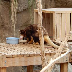 8/6/2015 - Matschie's Tree Kangaroo