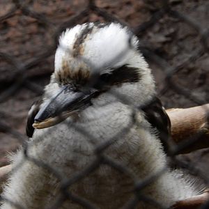 8/6/2015 - Kookaburra