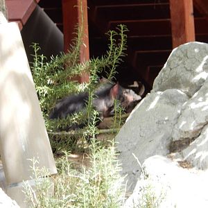 8/6/2015 - Tasmanian Devil