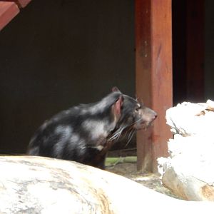 8/6/2015 - Tasmanian Devil