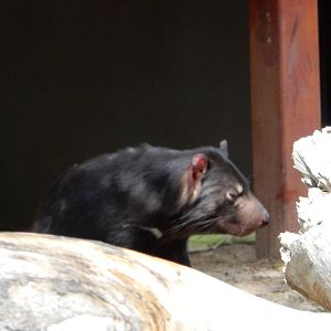 8/6/2015 - Tasmanian Devil