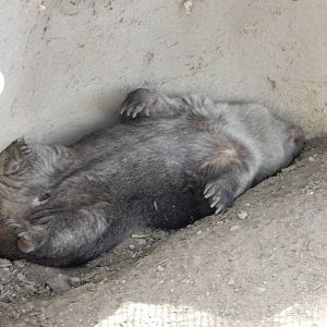 8/6/2015 - Tasmanian Wombat