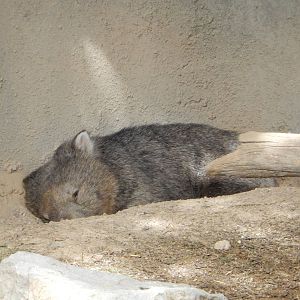 8/6/2015 - Tasmanian Wombat