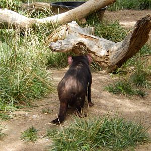8/6/2015 - Tasmanian Devil