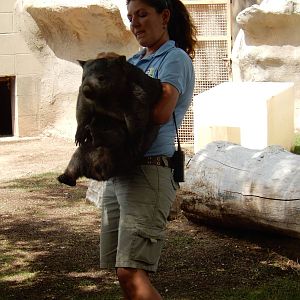 8/6/2015 - Keeper Holding a Wombat