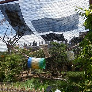 8/6/2015 - De Brazza's Monkey Habitat