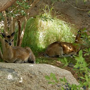 8/6/2015 - Klipspringers