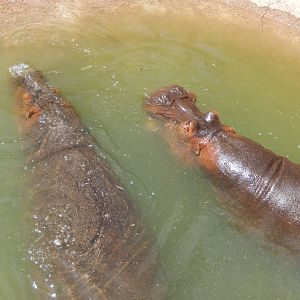 8/6/2015 - Nile Hippos