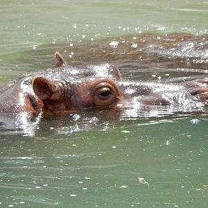 8/6/2015 - Nile Hippo