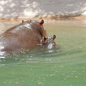8/6/2015 - Nile Hippo and Calf