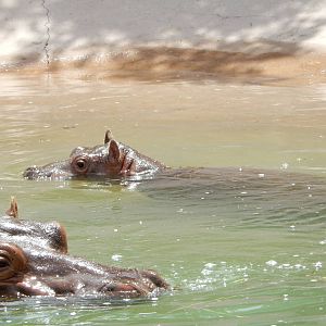8/6/2015 - Nile Hippo and Calf