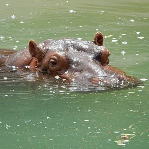 8/6/2015 - Nile Hippo