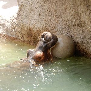 8/6/2015 - Hippo Playing With a Ball