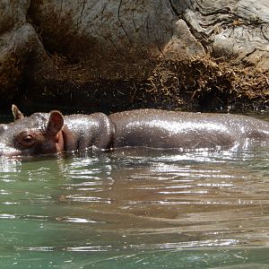 8/6/2015 - Nile Hippo Calf
