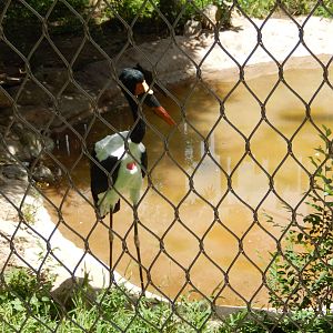 8/6/2015 - Saddle-Billed Stork