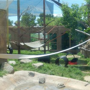 8/6/2015 - Chimpanzee Habitat