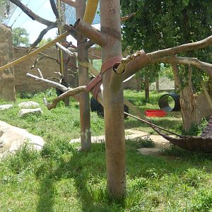 8/6/2015 - Chimpanzee Habitat