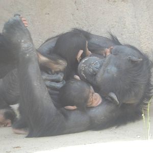 8/6/2015 - Chimpanzee Twins