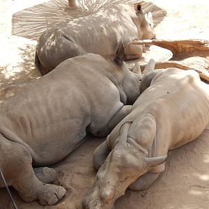 8/6/2015 - White Rhino Trio