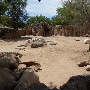 8/6/2015 - White Rhino Habitat