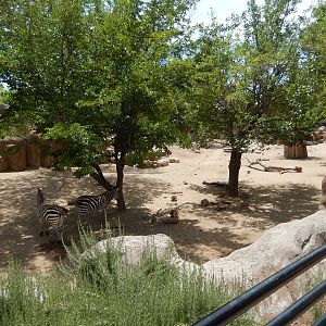 8/6/2015 - Grant's Zebra Habitat