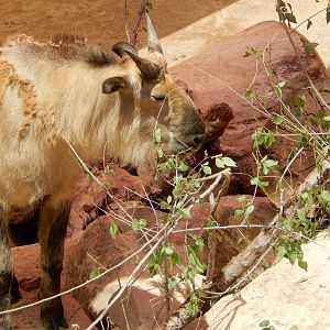 8/6/2015 - Young Takin Browsing